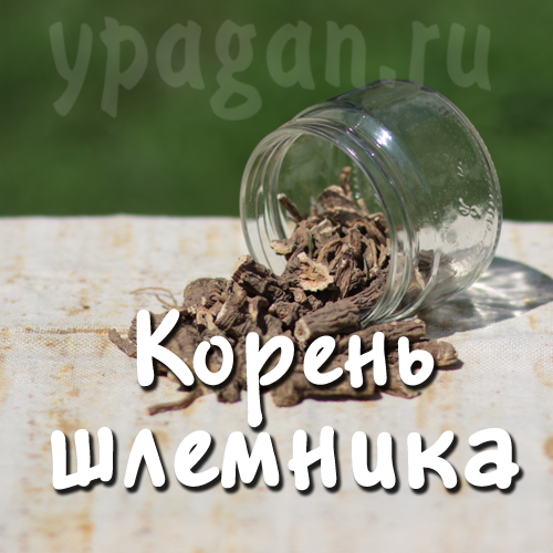 Шлемник байкальский корень 100 гр