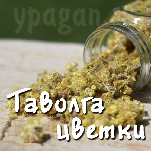 Таволга цвет 50 гр